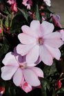 /Images/johnsonnursery/product-images/Impatien Sunpatien Compact Blush Pink061213_k1wm3mv0x.jpg